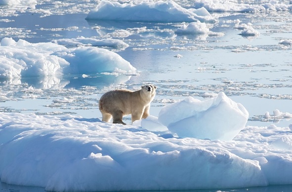 ARCTIC