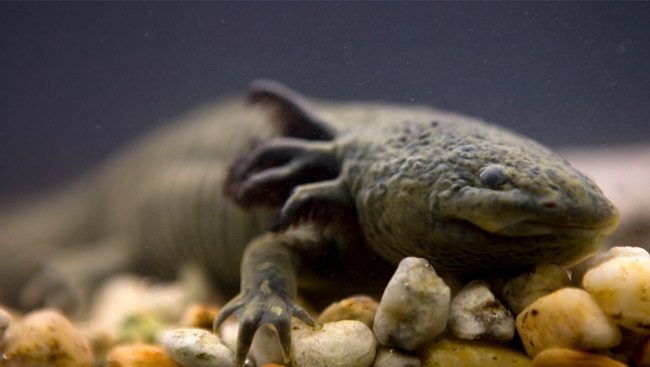 Adoptaxolotl-campaign