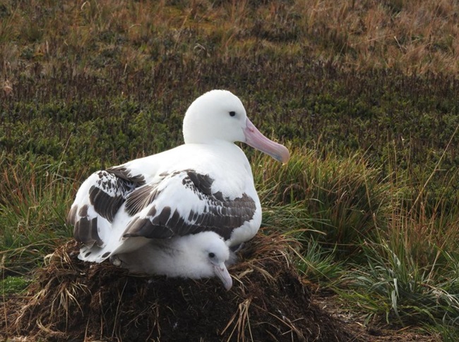 Albatross-bird