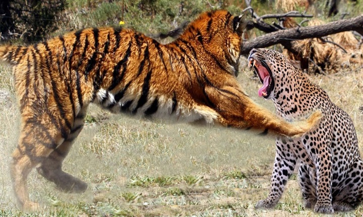 Amangarh-tiger-reserve