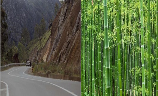 Bamboo-plantation