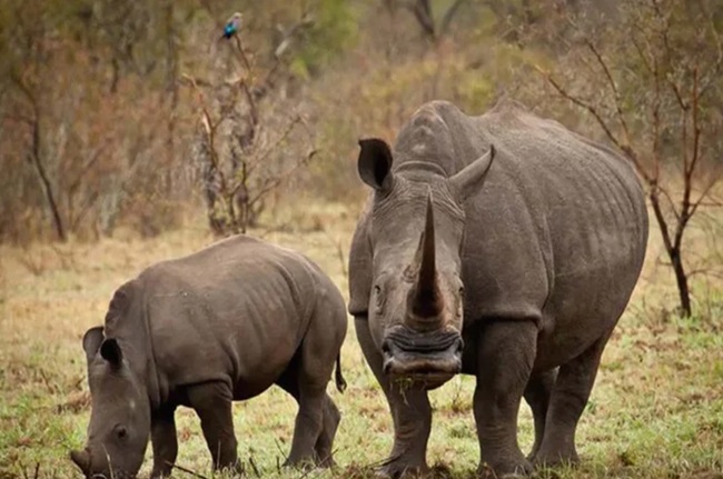 Burachapori-Wildlife