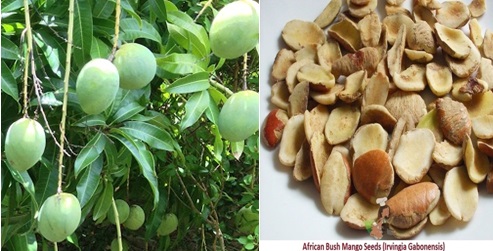 Bush-Mango