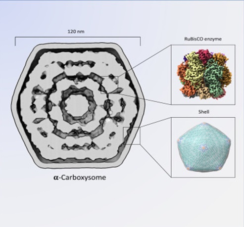 CARBOXY