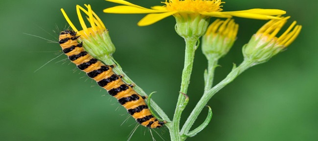 CATERPILLER