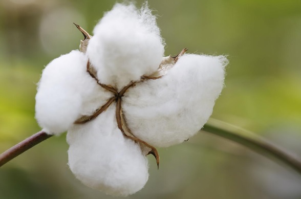 COTTON