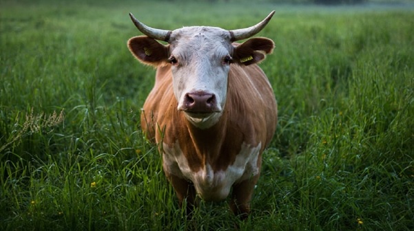 Cattle