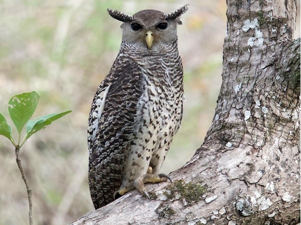 Eagle-Owl