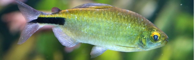 Fish-in-danger