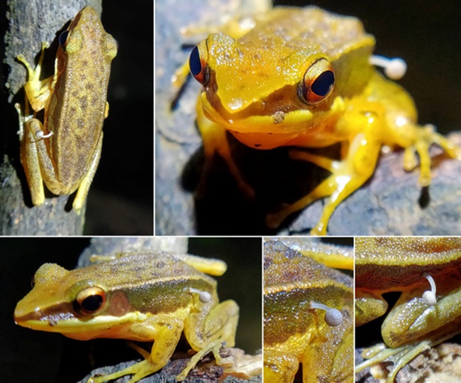 Golden-backed-frogs