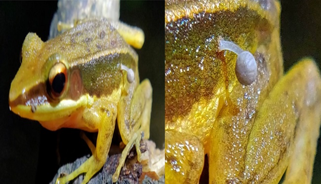 Goldenbackedfrogs