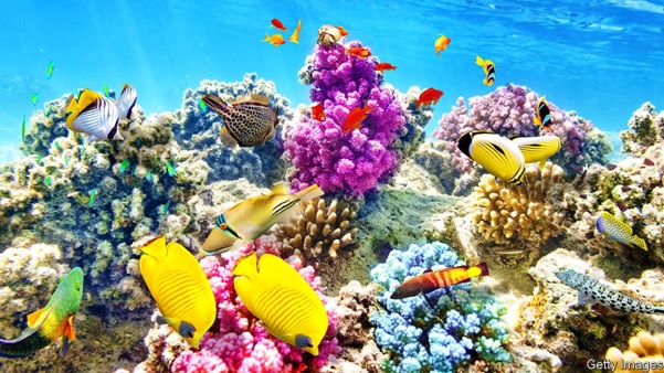Great-Barrier-Reef