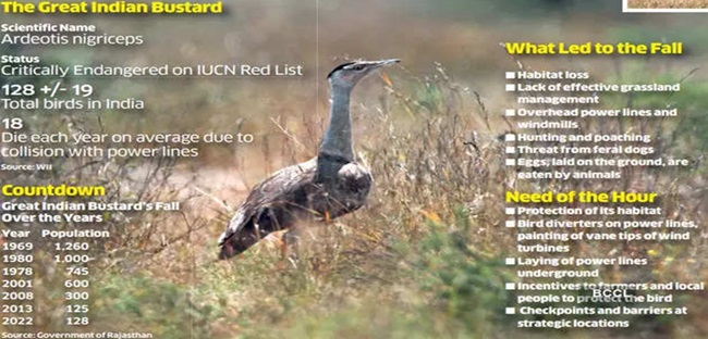 Great-indian-bustard