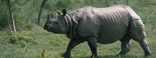 Indian rhinoceros