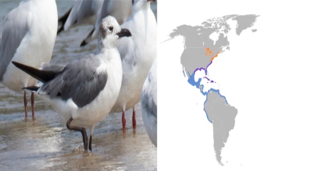 Laughing-gull
