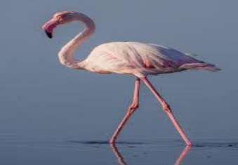 Lesser-Flamingo