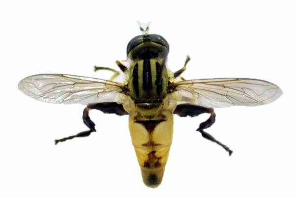 MESENBRIUS
