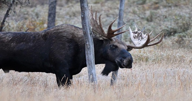MOOSE