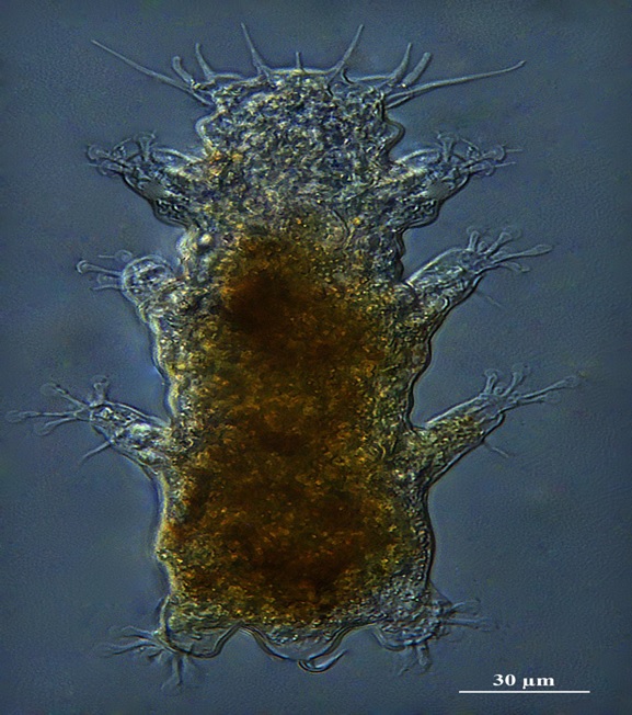Marine-tardigrade