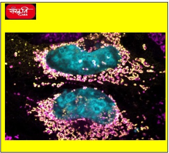 Mitochondrial