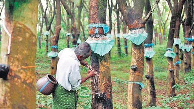Natural-Rubber-Sector