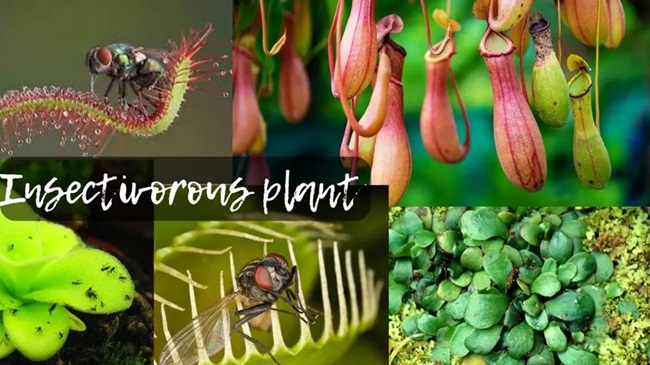 Nepenthes-attenboroughi