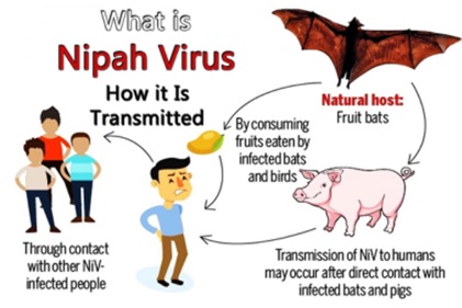 Nipah-virus
