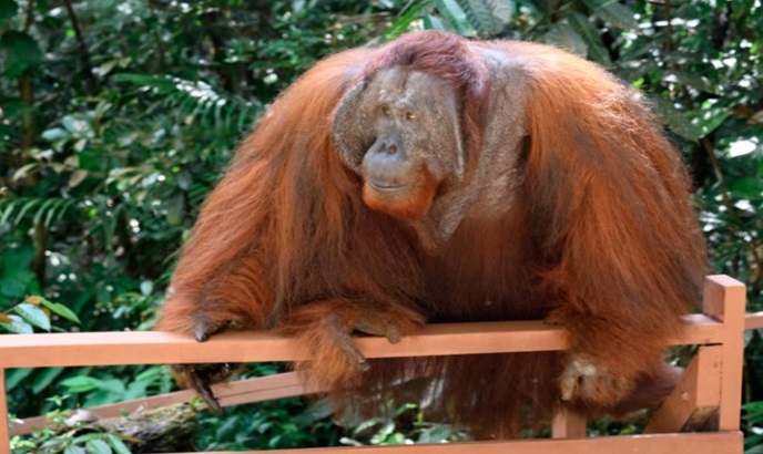 ORANUTAN