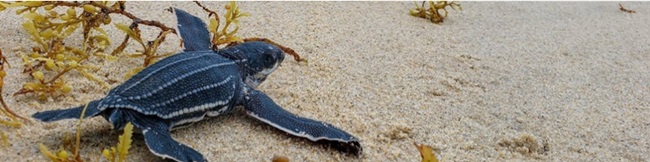 Olive-Ridley-turtles