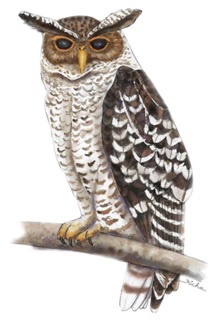 Owl