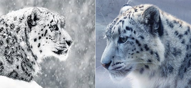 Pantherauncia