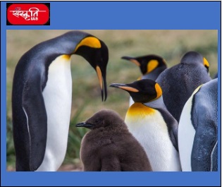 Penguin