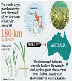 Posidoniaaustralis