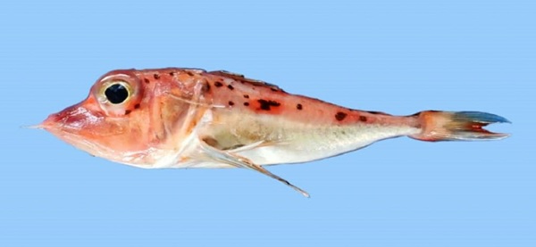 Pterygotrigla-intermedica