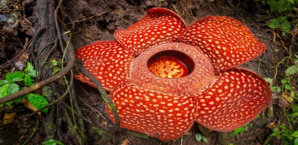 Rafflesia