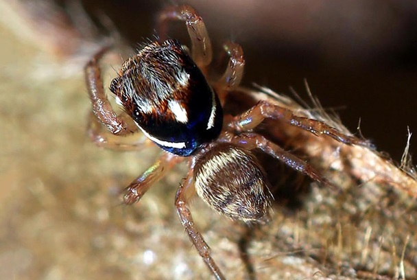 SPIDER
