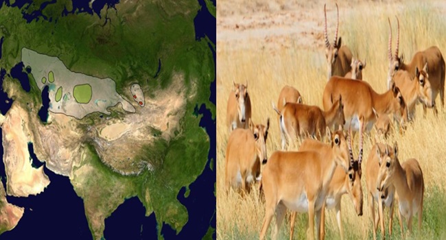 Saiga