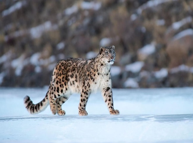 Snow-Leopard