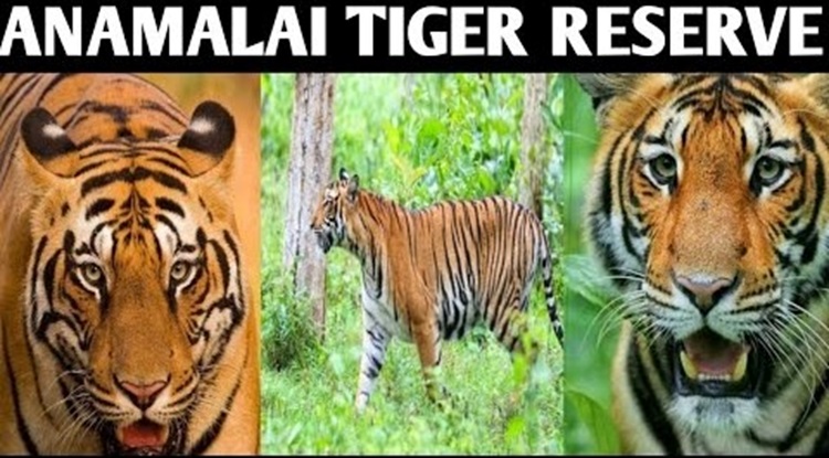 Tiger-Rewilding-Project
