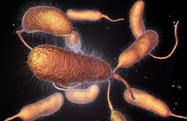 Vibrio-vulnificus