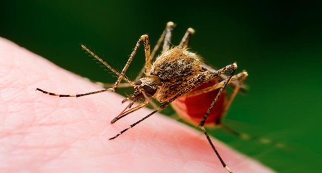 WESTNILE