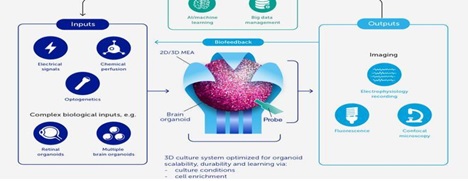 bio-computer