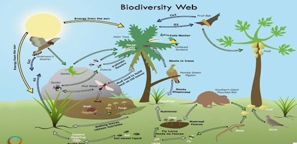 biodiversity-web