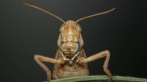 biological-sensor