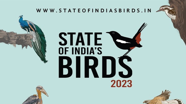 birds