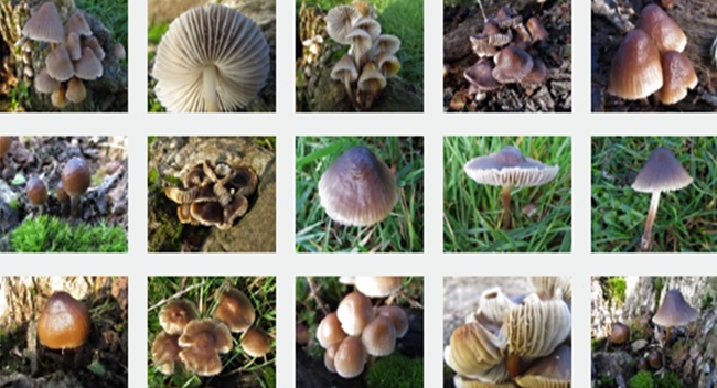 bonnet-mushroom
