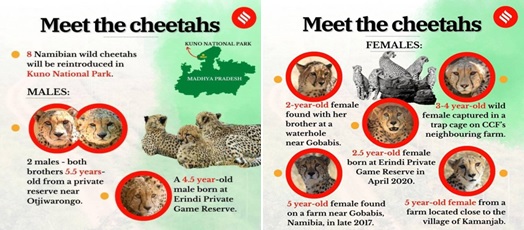 cheetahs
