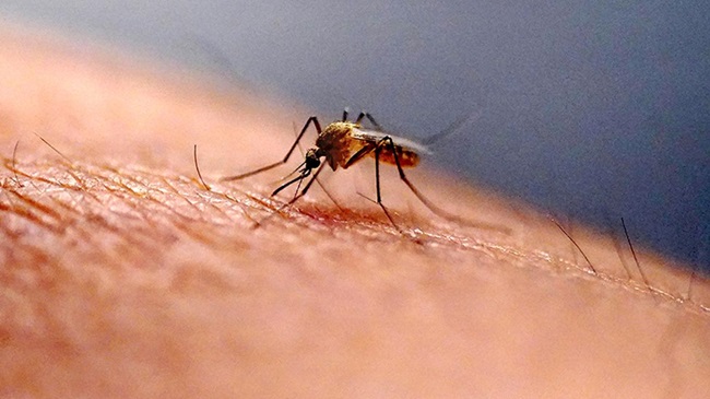 chikungunya