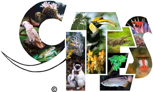 cites