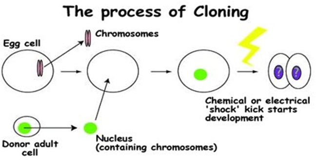cloning